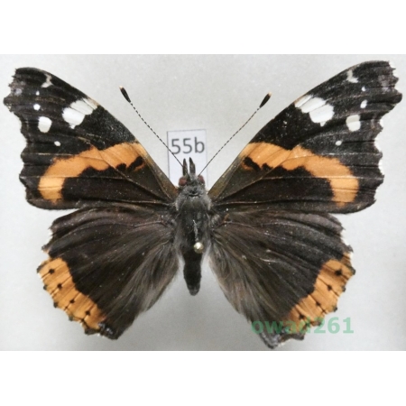 Vanessa atalanta (Linnaeus, 1758) Czech55b